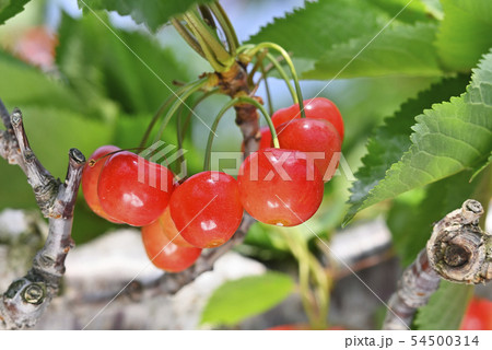 サクランボ サクランボ 54500314