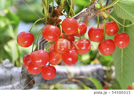 サクランボ サクランボ 54500315