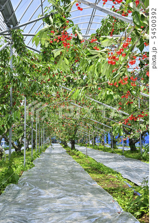 サクランボ 54500392