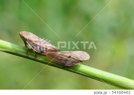 ホシアワフキ（交尾） 54500402