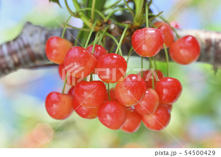 サクランボ 54500429