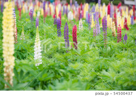 ルピナス、カラフルな花、春の花、細長いはな、色とりどりな花、不思議な形の花、 54500437