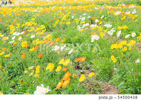 ポピー アイランドポピー ケシの花 春先の花 カラフルな花 色とりどりな花 花畑 の写真素材