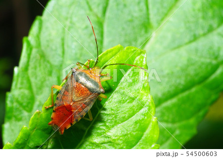 セアカツノカメムシ(オス) セアカツノカメムシ(オス) 54500603