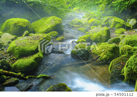 苔と岩の流れ 苔と岩の流れ 54501112