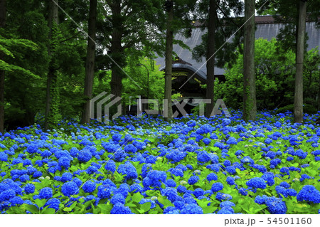 秋田県男鹿市　雲昌寺の紫陽花 54501160