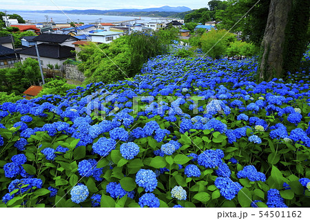 秋田県男鹿市 雲昌寺の紫陽花の写真素材