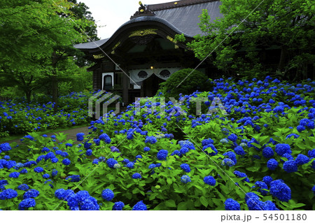 秋田県男鹿市 雲昌寺の紫陽花の写真素材