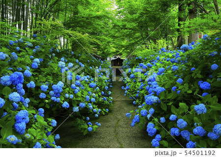 秋田県男鹿市　雲昌寺の紫陽花 54501192