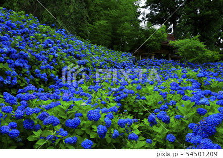 秋田県男鹿市　雲昌寺の紫陽花 54501209