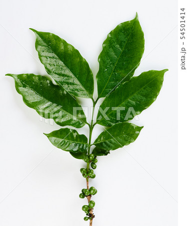 Branch of green coffee Branch of green coffee 54501414