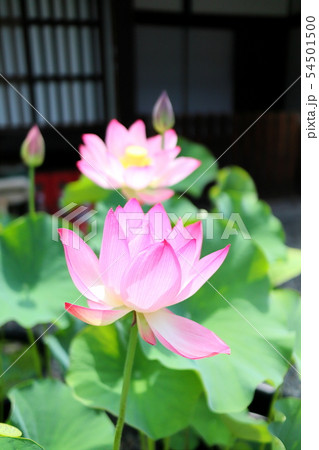 行願寺のはすの花 行願寺のはすの花 54501500