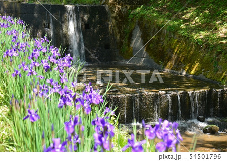 砂防堰堤とあやめの花 砂防堰堤とあやめの花 54501796