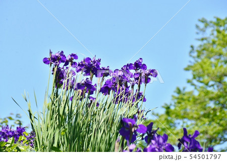 爽やかな初夏の青空をバックに咲くあやめの花 爽やかな初夏の青空をバックに咲くあやめの花 54501797