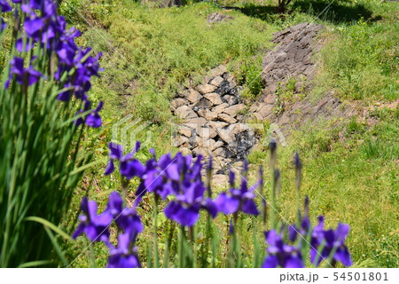薬師沢石張水路工群とアヤメの花 薬師沢石張水路工群とアヤメの花 54501801