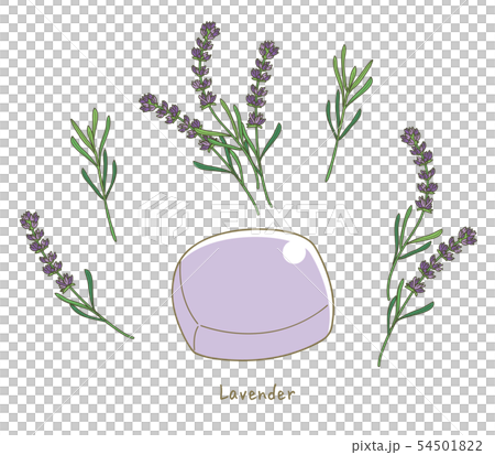 ラベンダーの石鹸 54501822