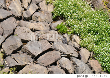 石張水路工群に自生する芹の花 54501939