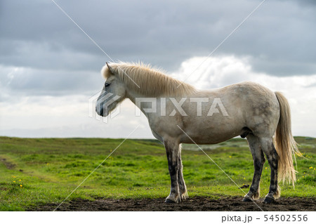 Icelandic horse in scenic nature of Iceland. Icelandic horse in scenic nature of Iceland. 54502556