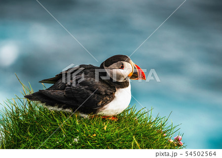 Wild Atlantic puffin seabird in the auk family. 54502564