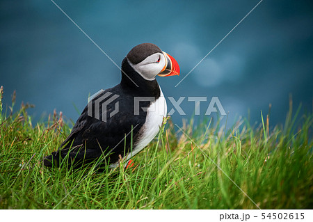 Wild Atlantic puffin seabird in the auk family. 54502615