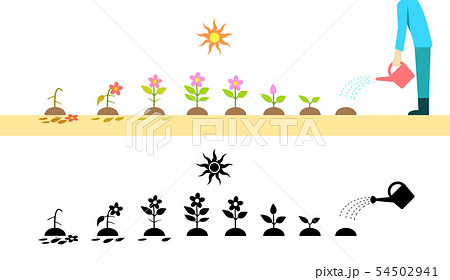 Time Lapse Flower Plant Growing In Vector Art Stock Illustration
