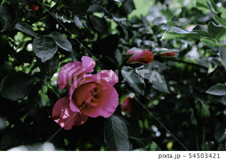 赤紫の薔薇_ガーデニングイメージ 赤紫の薔薇_ガーデニングイメージ 54503421