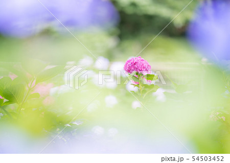 綾瀬市やぶね公園のあじさい 綾瀬市やぶね公園のあじさい 54503452