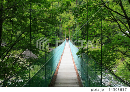 南アルプス　白峰三山テント縦走　広河原の吊り橋 54503657