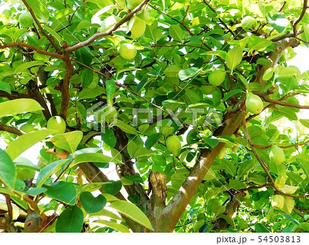 青い実のなった花梨の木 青い実のなった花梨の木 54503813