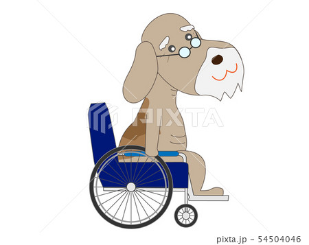高齢になった犬 54504046