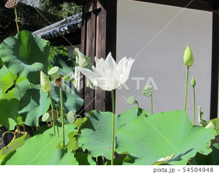 蓮の花と葉っぱ 54504948