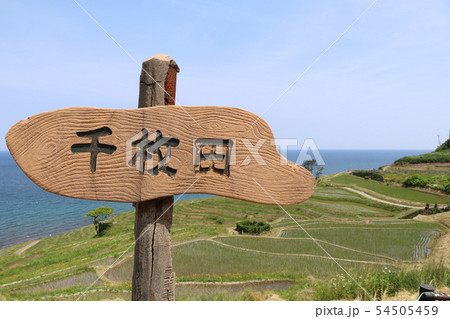 石川県、輪島市、白米町、千枚田 石川県、輪島市、白米町、千枚田 54505459