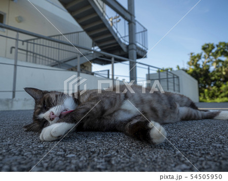 沖縄の猫 沖縄の猫 54505950