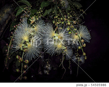 サガリバナ 54505986