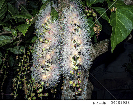 サガリバナ 54505988