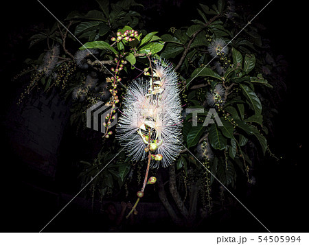 サガリバナ 54505994