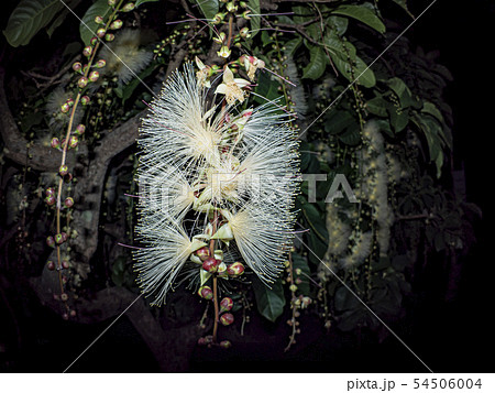 サガリバナ サガリバナ 54506004