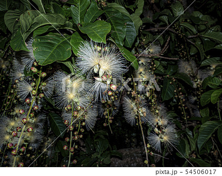 サガリバナ 54506017