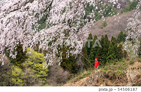 枝垂れ桜と地蔵 枝垂れ桜と地蔵 54506187