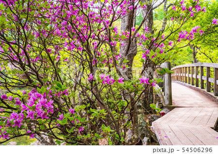 (栃木県)新緑の奥日光 湯ノ湖 湖畔のミツバツツジ (栃木県)新緑の奥日光 湯ノ湖 湖畔のミツバツツジ 54506296