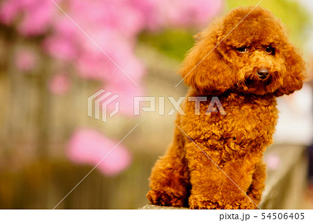 人々 人 人物 54506405