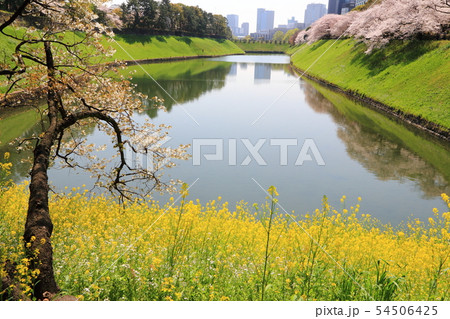 半蔵濠沿いに咲く菜の花と桜並木 54506425