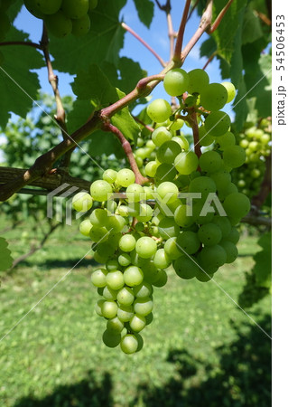 ぶどう　ワイナリー 54506453