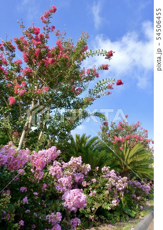 サルスベリ(釣ヶ崎海岸) サルスベリ(釣ヶ崎海岸) 54506455