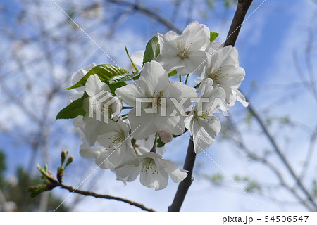 フォートワース植物園の桜花 54506547