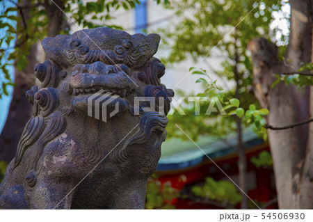 神社仏閣 信仰 宗教 伝統 日本文化 神田明神 千代田区 東京 狛犬 石像 神社仏閣 信仰 宗教 伝統 日本文化 神田明神 千代田区 東京 狛犬 石像 54506930