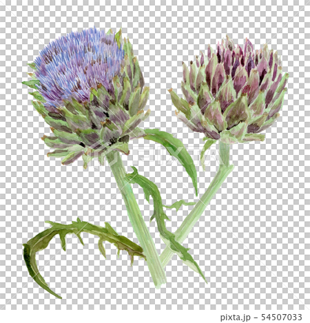 Cynara scolymus朝鮮薊 54507033