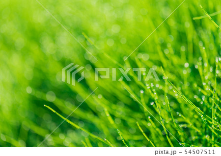 朝露輝く新緑のスギナ草 54507511