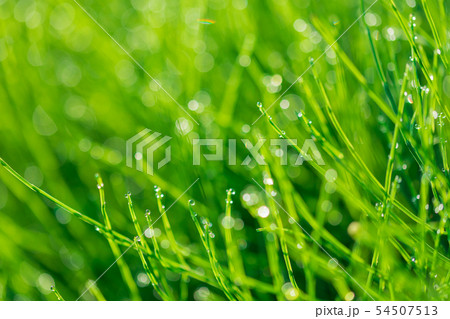 朝露輝く新緑のスギナ草 朝露輝く新緑のスギナ草 54507513