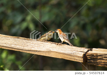 Russet sparrow,  Sattal, Uttarakhand, India 54507614